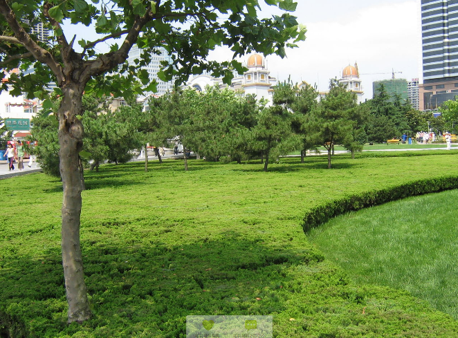 魯班獎  景觀 展示 青島 五四廣場 中國風景園林網