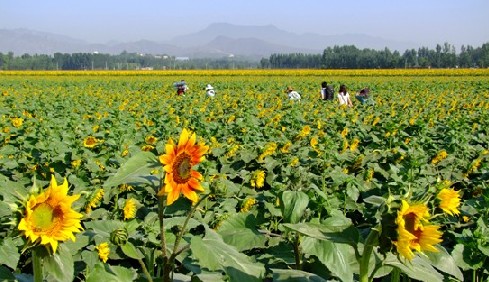 北京 長(zhǎng)溝 葵花