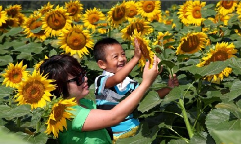 北京 長(zhǎng)溝 葵花