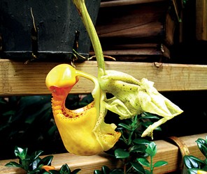 大花吊桶蘭 上海 植物園