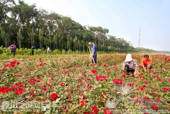 德州綠地 中國風景園林網(wǎng)