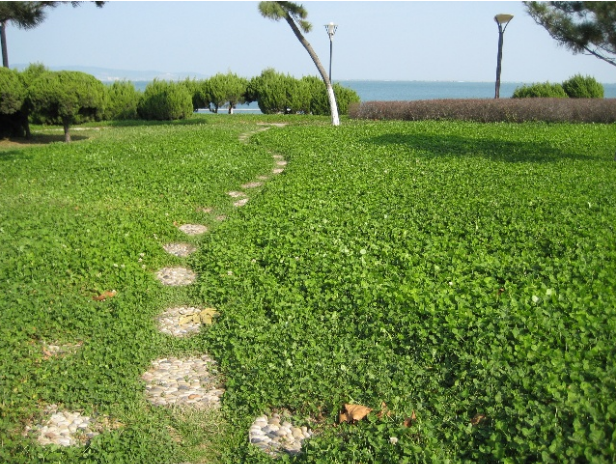 魯班獎 獲獎 工程 景觀 威海 公園 中國風景園林網