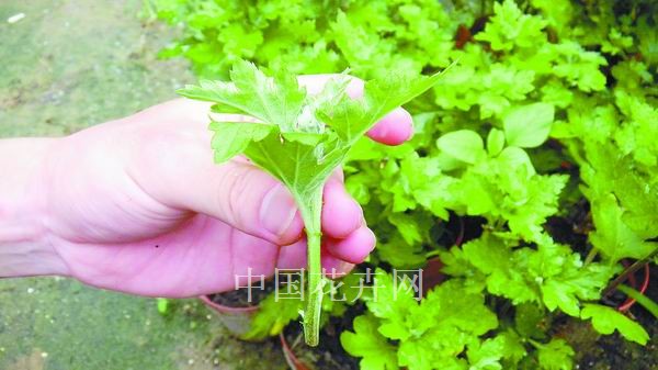 菊花 養殖 技術