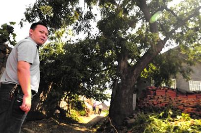 山東 古樹 山村