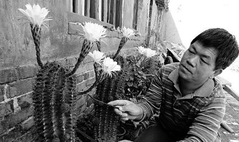 山西 仙人掌 花卉