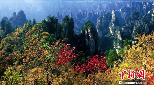 張家界 國家森林公園 旅游總收入