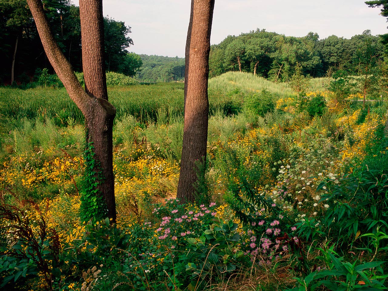 中國風景園林網 規劃設計
