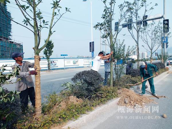 溫州 綠化 養護