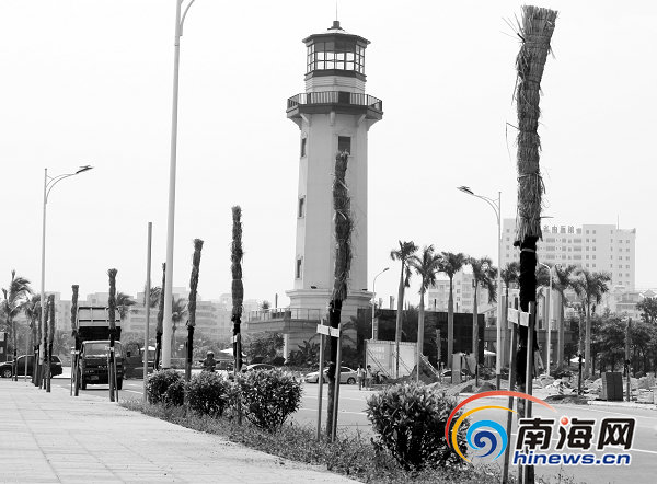 海口 綠化 樹木