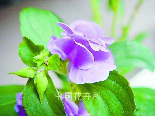 鳳仙花 花卉 傳說