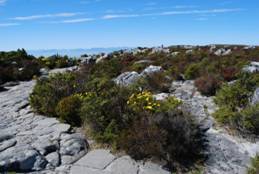 中國風景園林網(wǎng) ifla 風景園林師