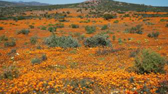 中國風(fēng)景園林網(wǎng) ifla 風(fēng)景園林師