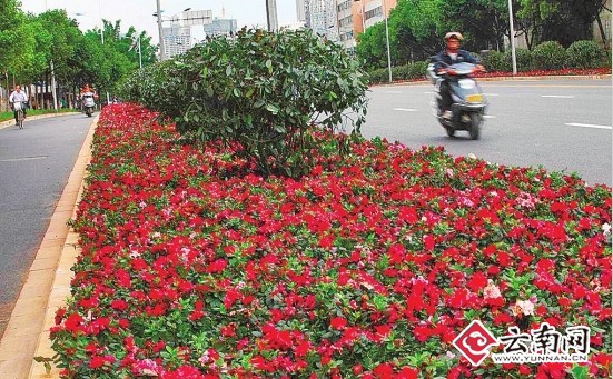 昆明 鮮花 中國風景園林網