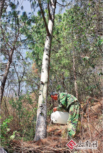 云南 五針松 植物