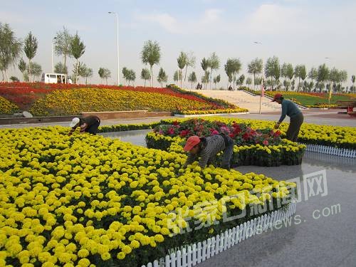 河北 張家口 盆花