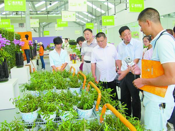 盆栽 鐵皮石斛 花卉