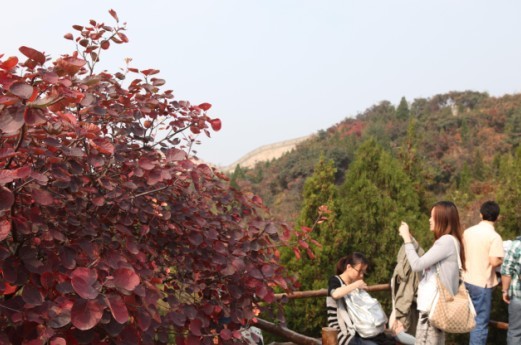 北京 八達嶺 紅葉