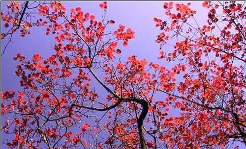 中國風景園林網 園林動態