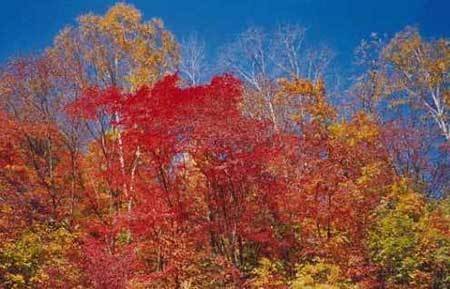 中國風景園林網 園林動態