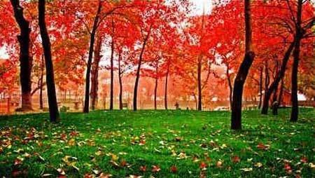 中國風景園林網 園林動態