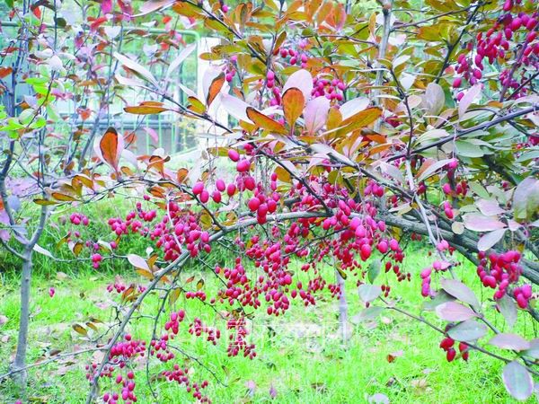 大葉小檗 栽培 管理