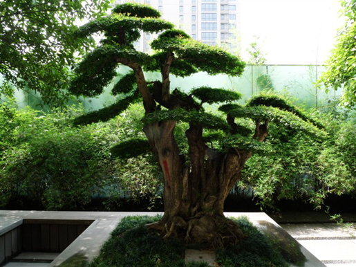 泰和·天辰國際 空中花園 屋頂綠化 中國風景園林網(wǎng)