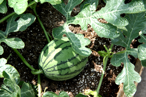 千島湖 屋頂 家業(yè) 綠化 綠色 建筑 中國風景園林網