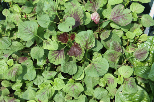 千島湖 屋頂 家業(yè) 綠化 綠色 建筑 中國風景園林網