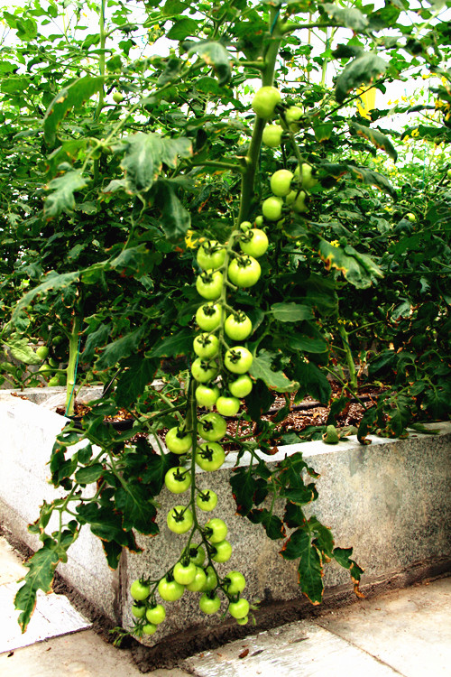 千島湖 屋頂 家業(yè) 綠化 綠色 建筑 中國風景園林網