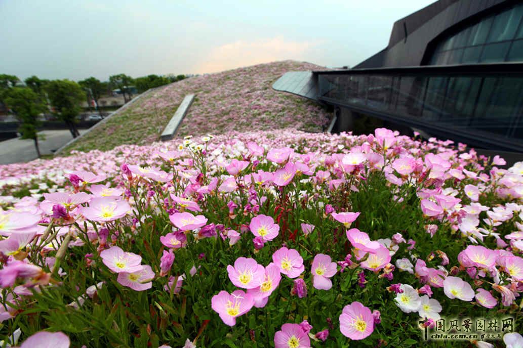 空中花海 國內 最大 屋頂花園 巨人網絡總部 中國風景園林網