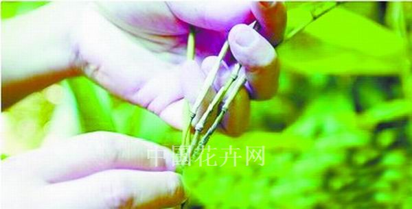 竹子 廈門(mén) 品種