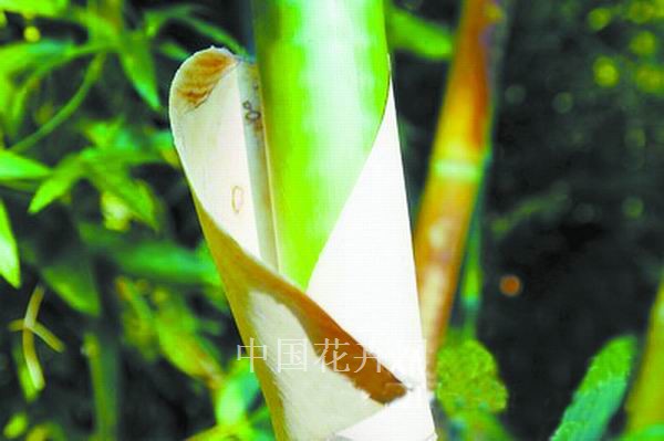 竹子 廈門(mén) 品種