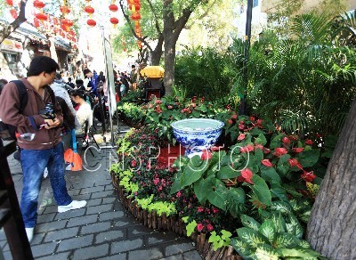 北京 胡同 綠化