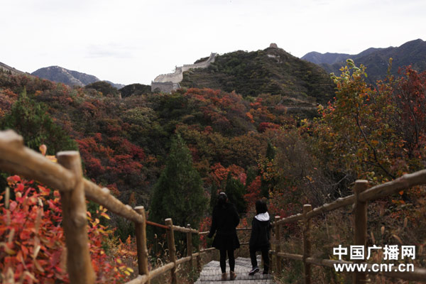 北京 八達嶺 紅葉