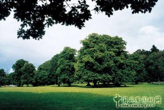 綠色 奧運 綠地系統規劃 劉秀晨 中國風景園林網