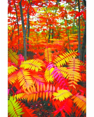 北京 彩葉 奧運(yùn)森林公園