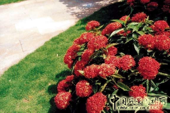 劉秀晨 綠色的云 中國風(fēng)景園林網(wǎng)