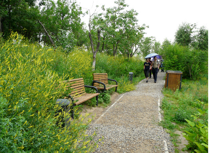 連載 劉秀晨 綠色的云 點評奧林匹克森林公園 中國風景園林網
