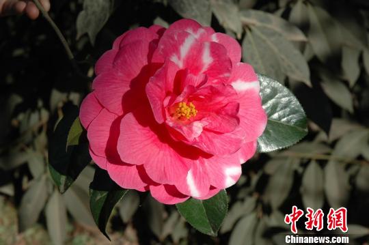 昆明 品種 植物