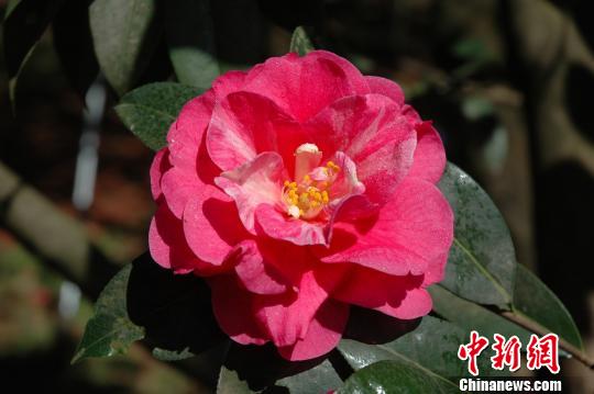 昆明 品種 植物