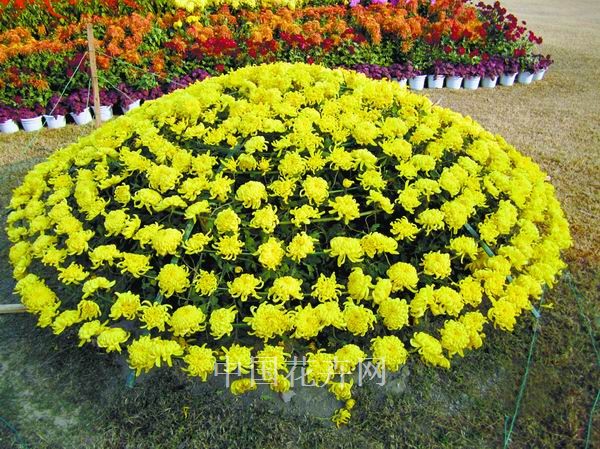 大立菊 養護 栽培