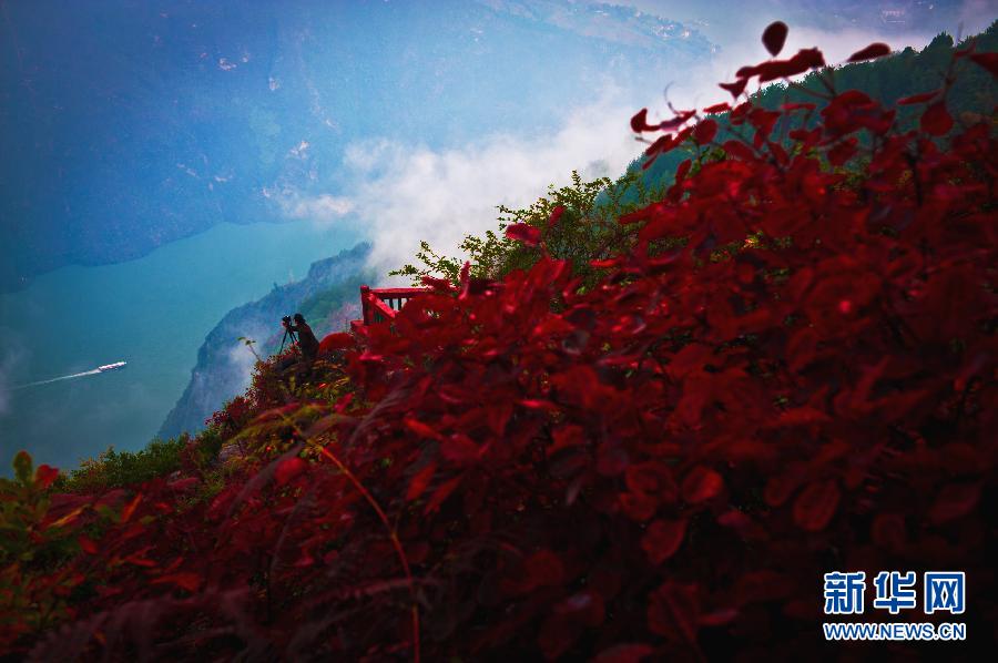 湖北 三峽 紅葉