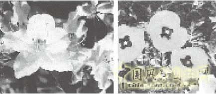 連載 劉秀晨 綠色的云 國花 一國兩花 中國風景園林網