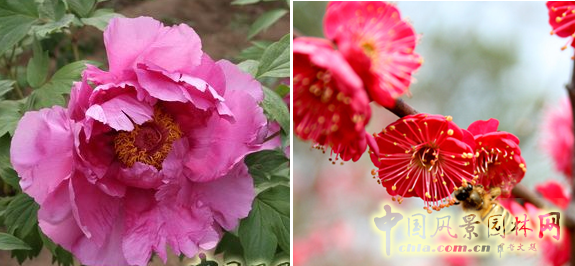 連載 劉秀晨 綠色的云 國花 一國兩花 中國風景園林網