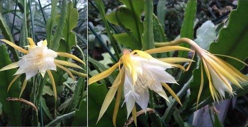 上海 植物園 曇花