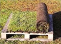 中國風景園林網 國內動態