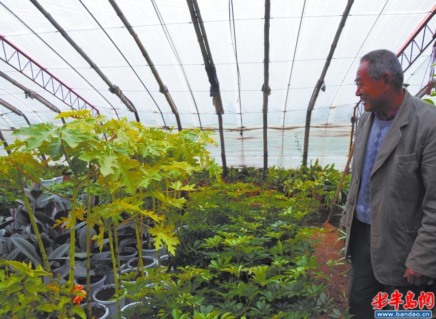 山東 盆景 火龍果