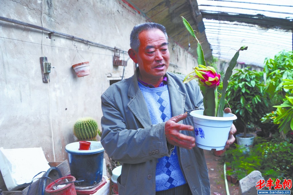 山東 盆景 火龍果