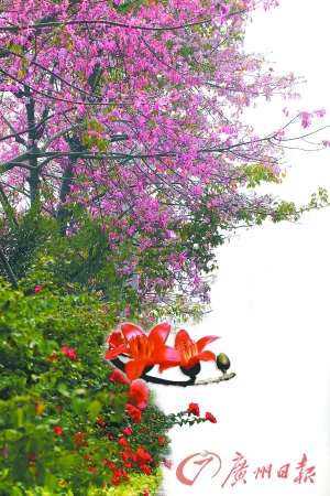 廣州 木棉花 紫薇