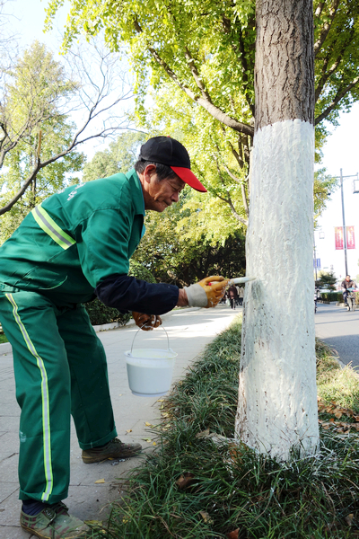 江蘇 銀杏 養護